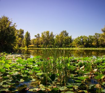 Озеро Лотосов