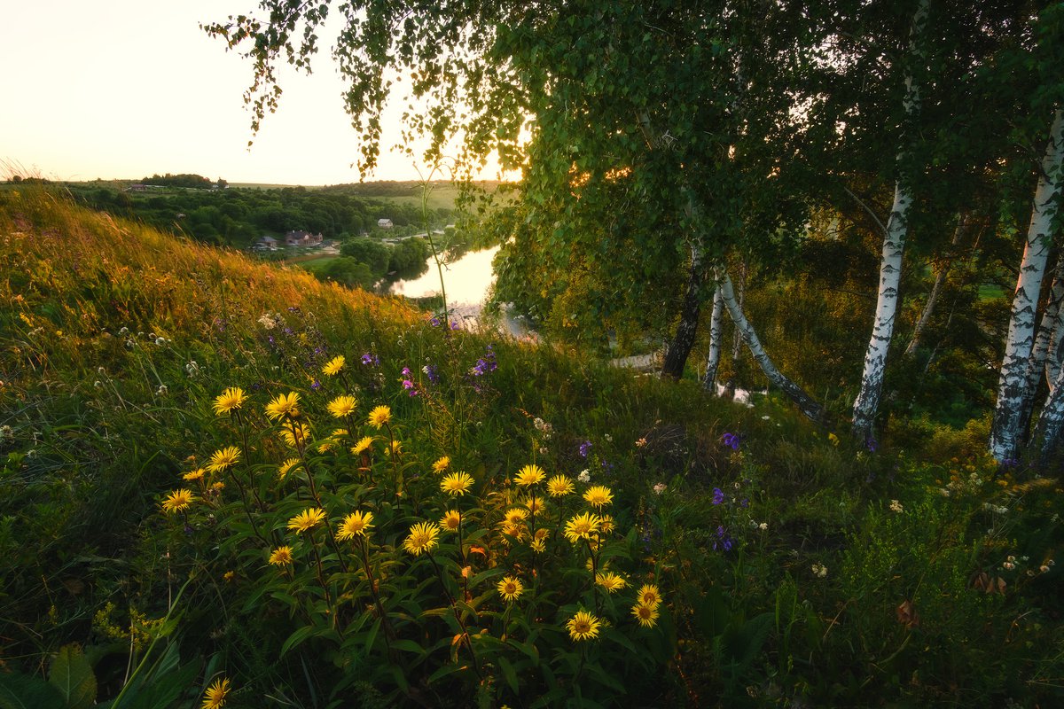 Берег реки луга