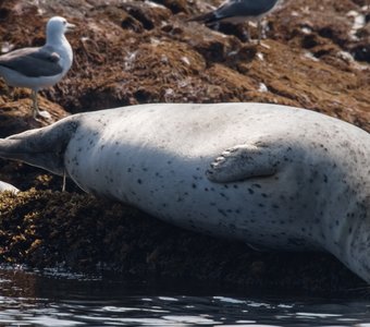 seal - phoca largha