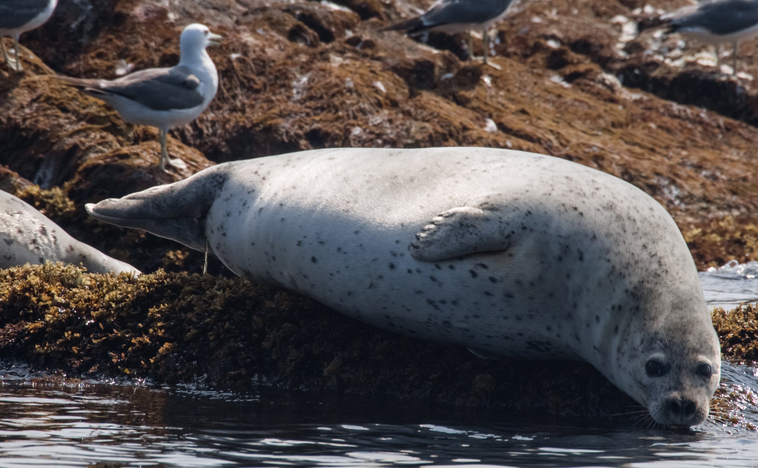 seal - phoca largha