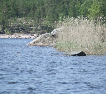 Поздний выводок утки