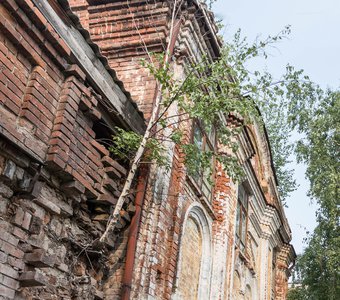 Береза в кирпичной стене