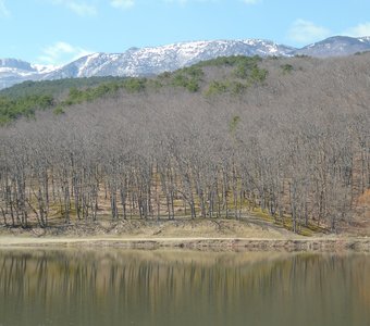 Озеро и весенний лес