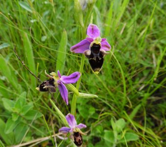 Хрупкое чудо природы - орхидея "пчёлки".