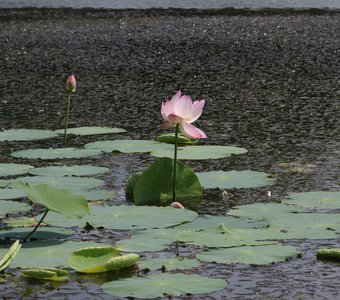 Лотос Комарова