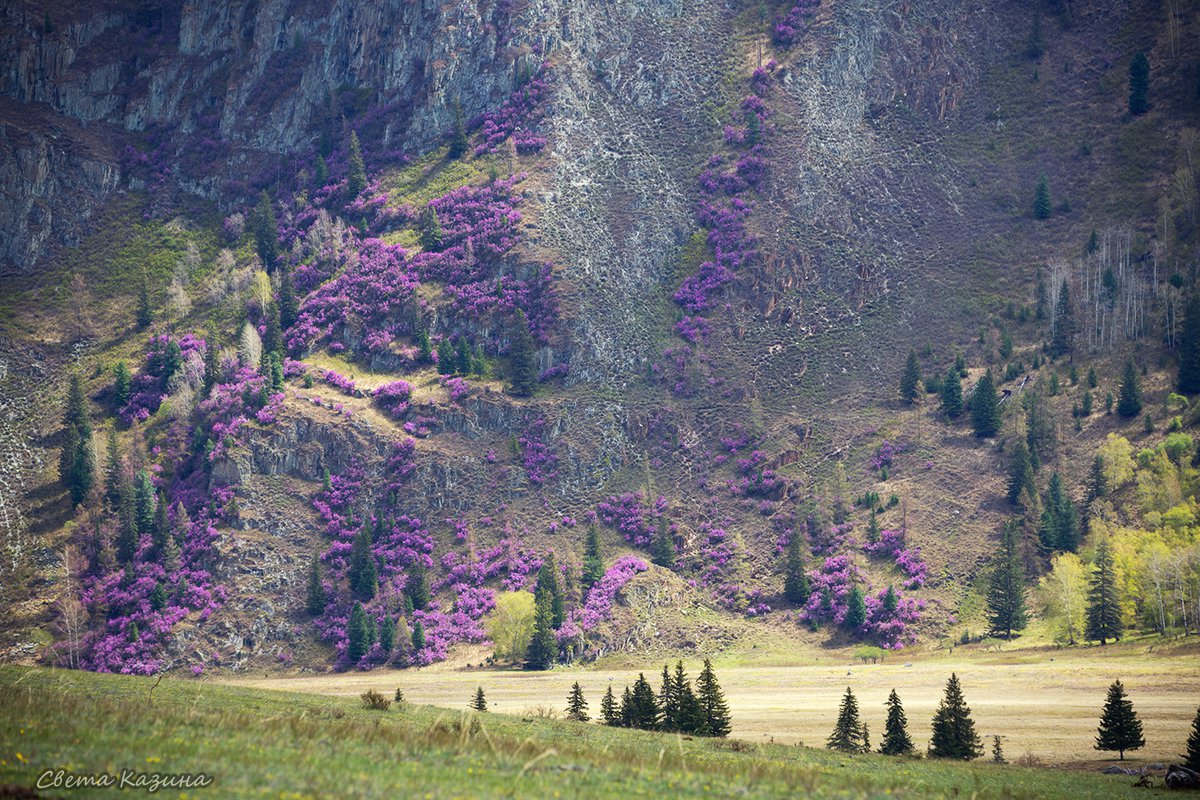 Маральник горный Алтай цветет горы
