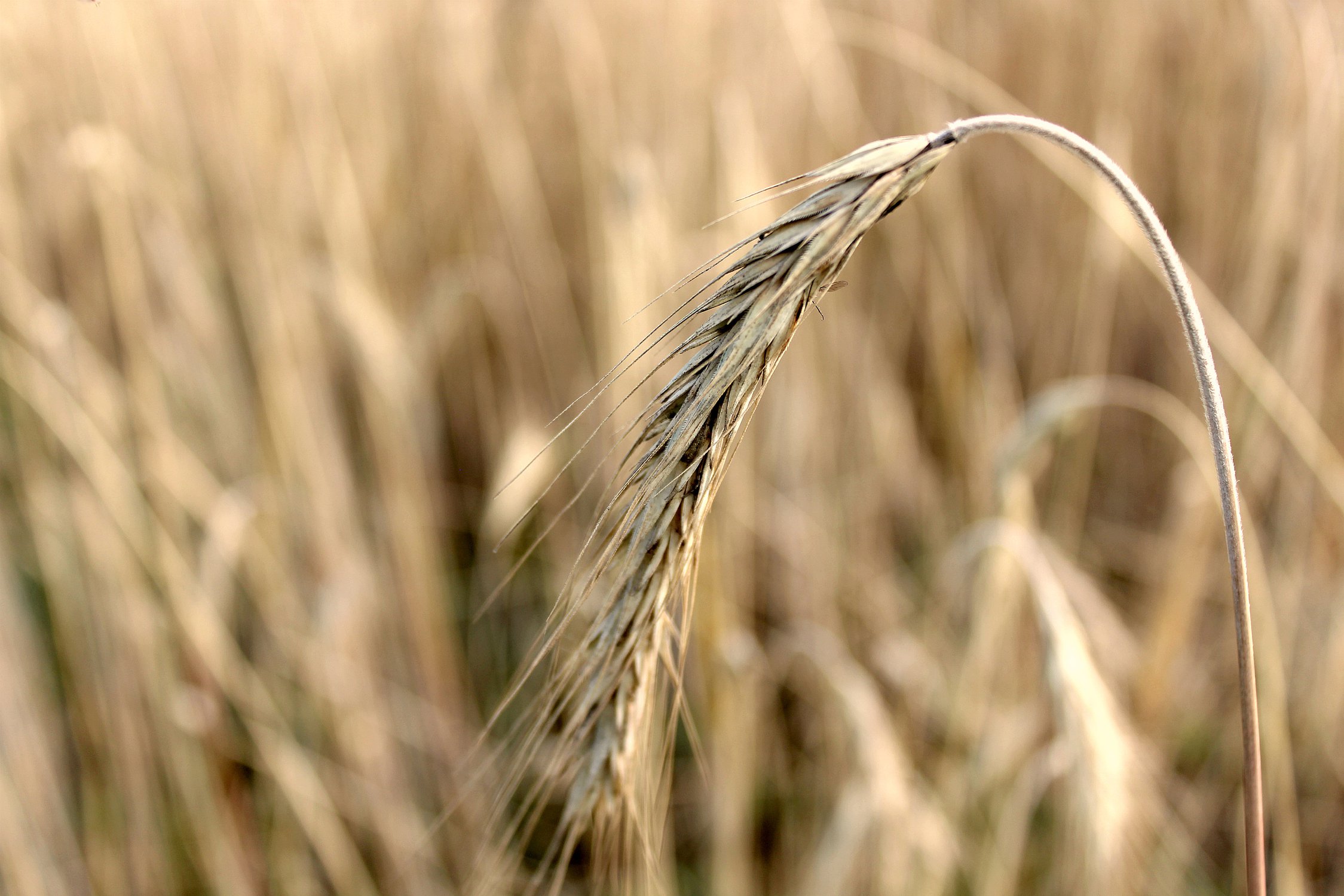 Золотой ковер.