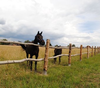 Horses in the field