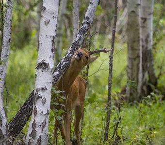 Косулиные почесушки