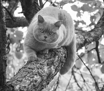 Британский короткошерстный кот на дереве