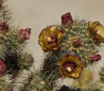 Cactus in Anza Borego Desert, CA