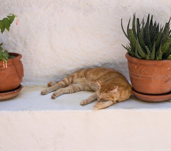 Коты Греции