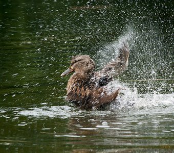 Водные процедуры