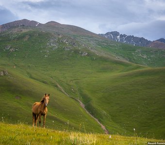 Горная лошадь в Северном Тянь-Шане