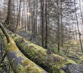 Осенний свет в уральском лесу