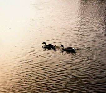 Swan love