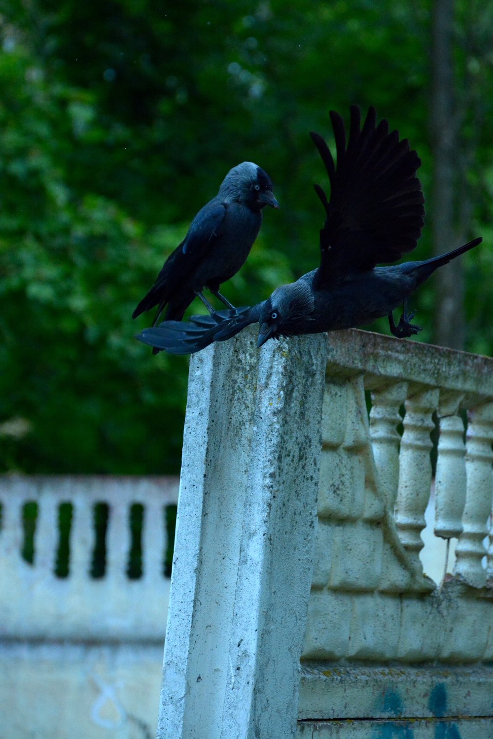 Пике за добычей