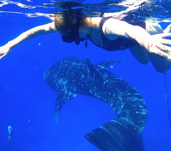 Встреча с китовой акулой