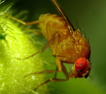 Drosophila melanogaster (Дрозофила фруктовая)