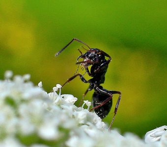 Кавказский муровей
