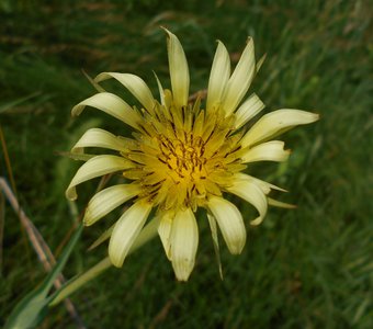 Нежный, ярко-желтый цветок