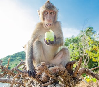 Портрет обезьяны с фруктом
