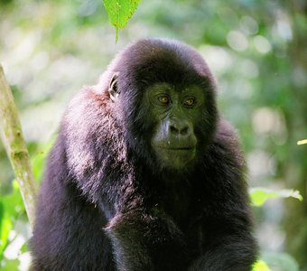 Молодой задумчивый горилла.