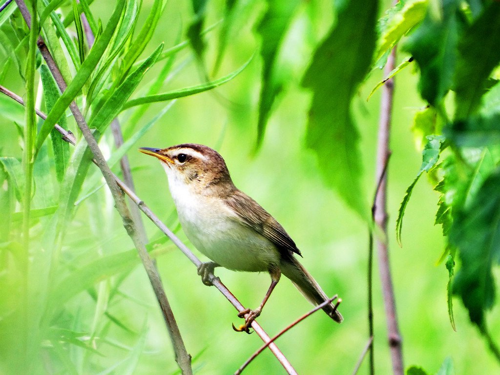 Птицы приморского края