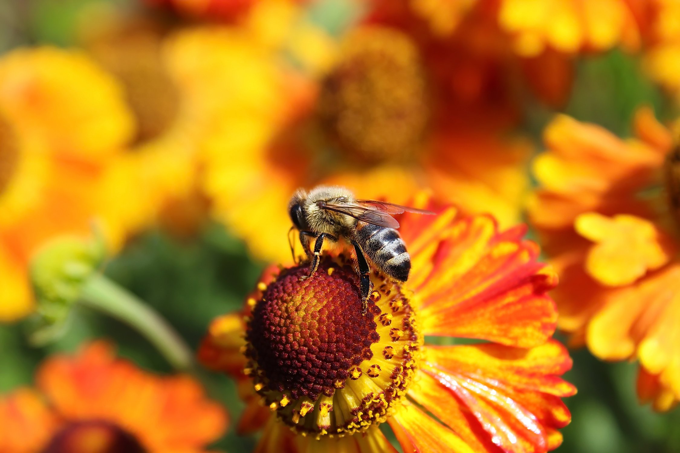 Осенняя пчела
