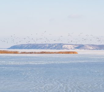 Чайки над замерзшим Днепром