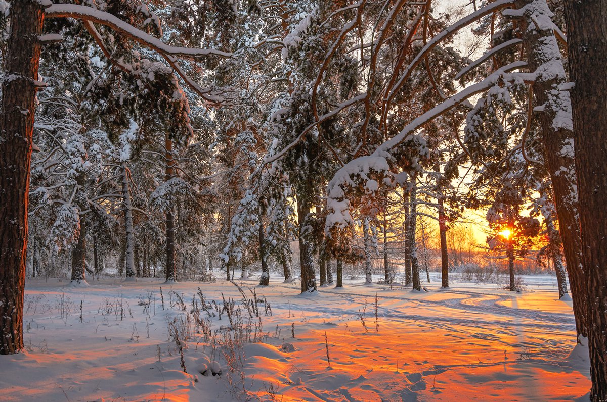 Краски зимнего леса. Краски зимнего леса раздел природа. Зима в лесу: истории. Зимний лес красками. Краски зимнего леса 2 класс.