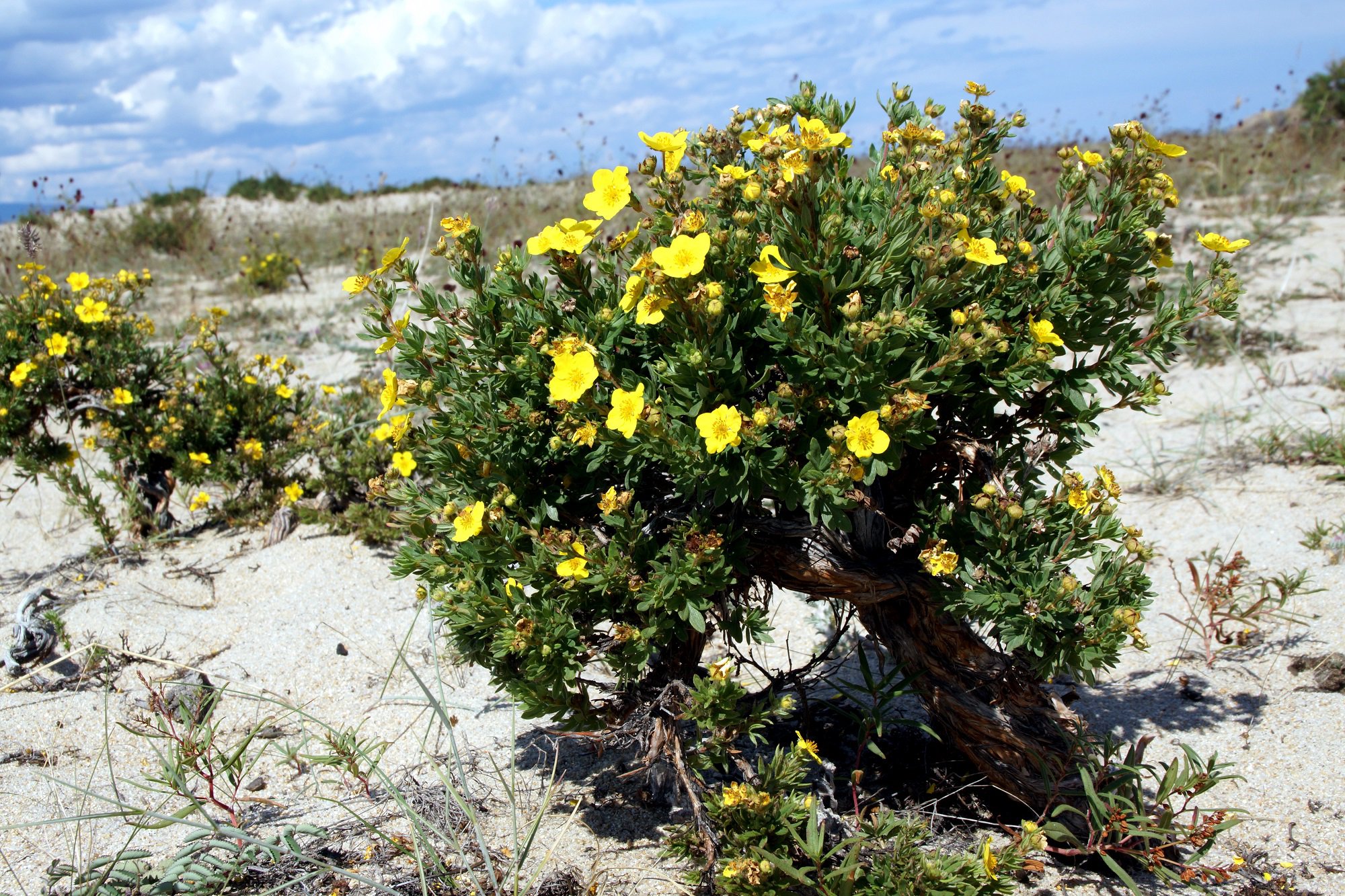 Курильский чай. Лапчатка pentaphylloides fruticosa). Курильский чай кустарниковый. Лапчатка или Курильский чай. Уссурийский чай кустарниковый.