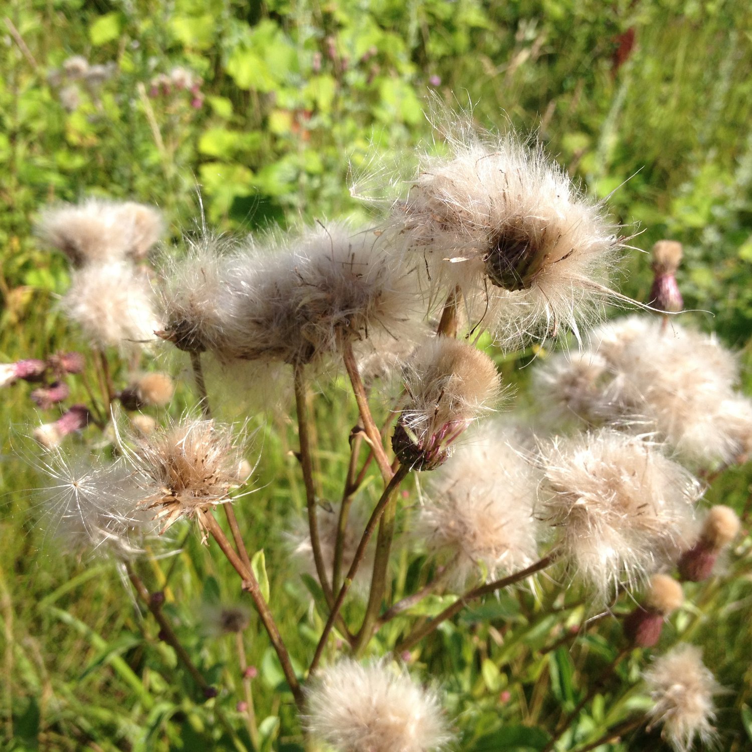 я не взлохмаченная, я пушистая
