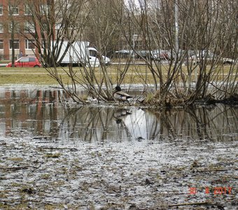 Дикая утка в городе.