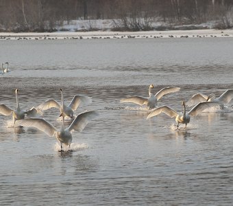 "Лебединое озеро"