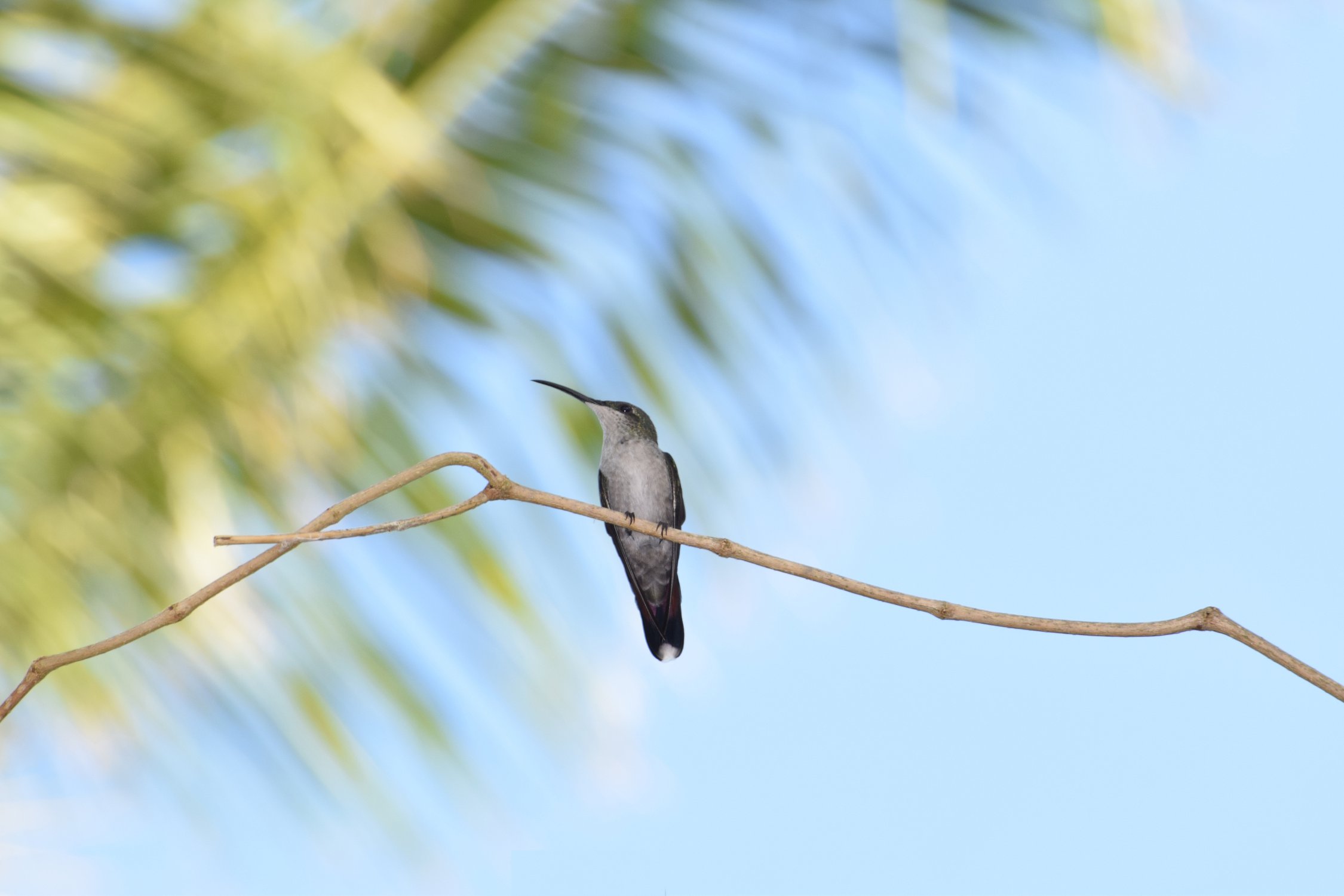 Colibri