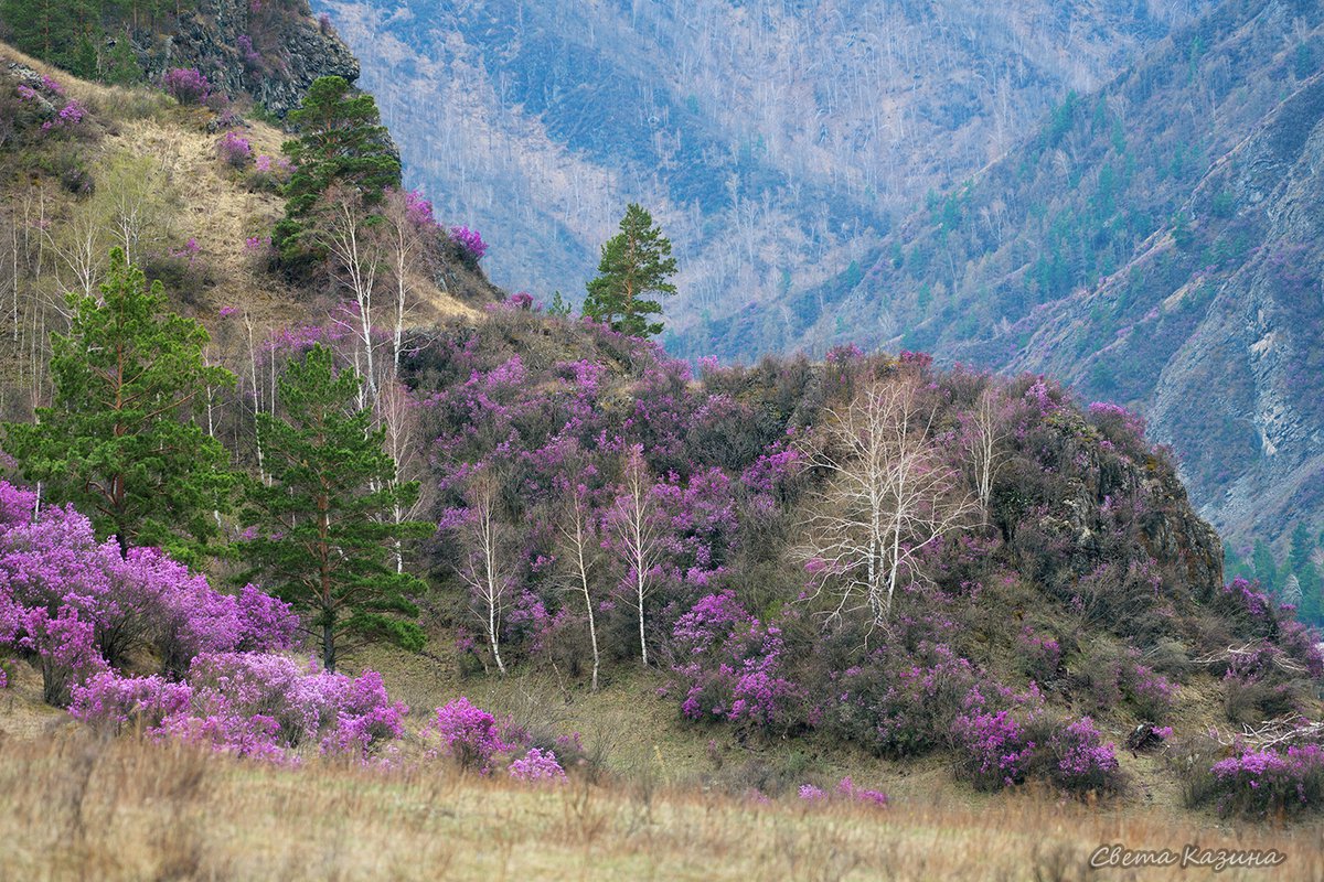 Цветение маральника в Горном Алтае