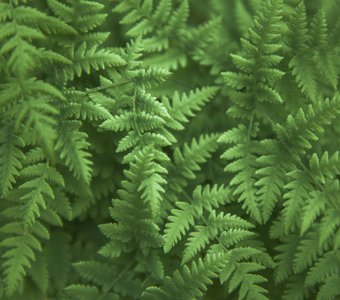 Папоротник