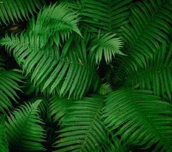 Fern pattern