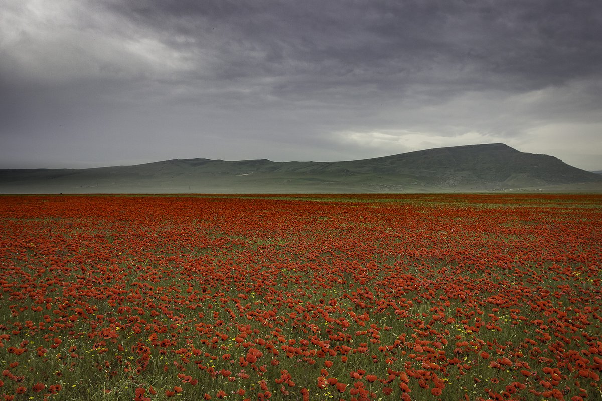 Фиалка маковое поле фото