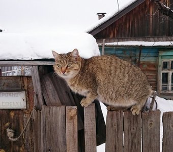 Суровая деревенская кошка