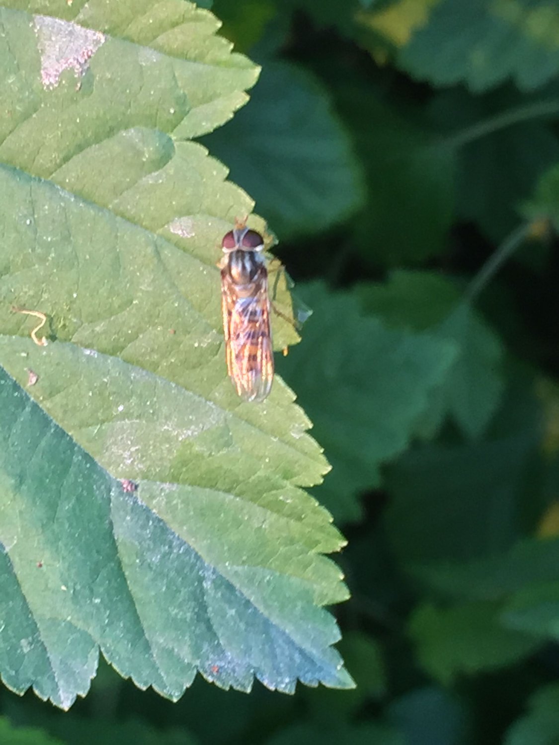 Увижу ли я её сегодня, подумала муха, о своей возлюбленной