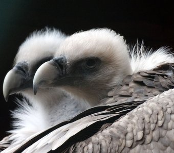 Beloglavi jastreb - Gyps fulvus - Белоголовый сип в зоопарке Любляны (Ljubljana Zoo)