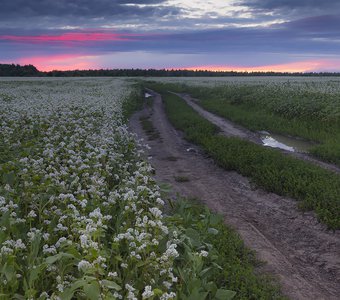 Поле гречихи