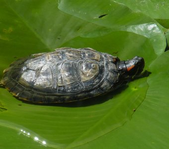 Красноухая черепаха на листьях кубышки