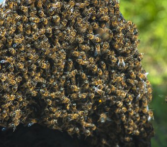 Пчёлы роятся