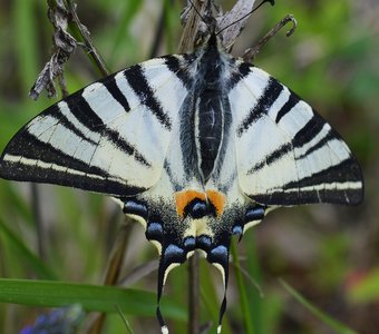Подалирий (бабочка семейства парусников)