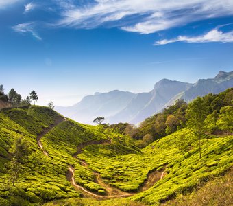 Чайные плантации Муннара (Керала, Индия)