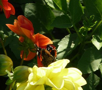 Бабочка среди цветов.