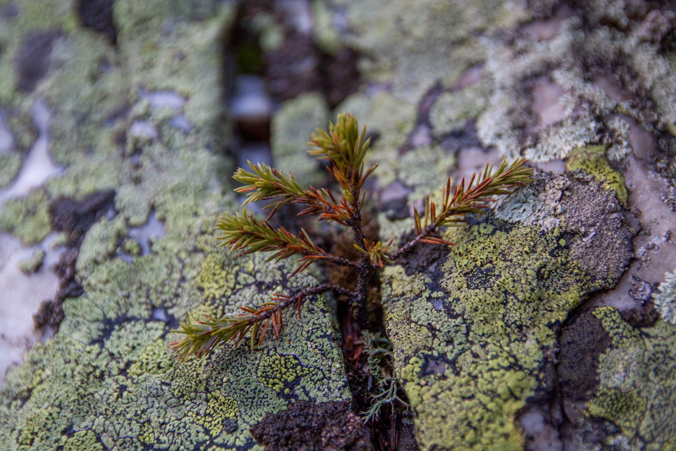 Жажда жизни